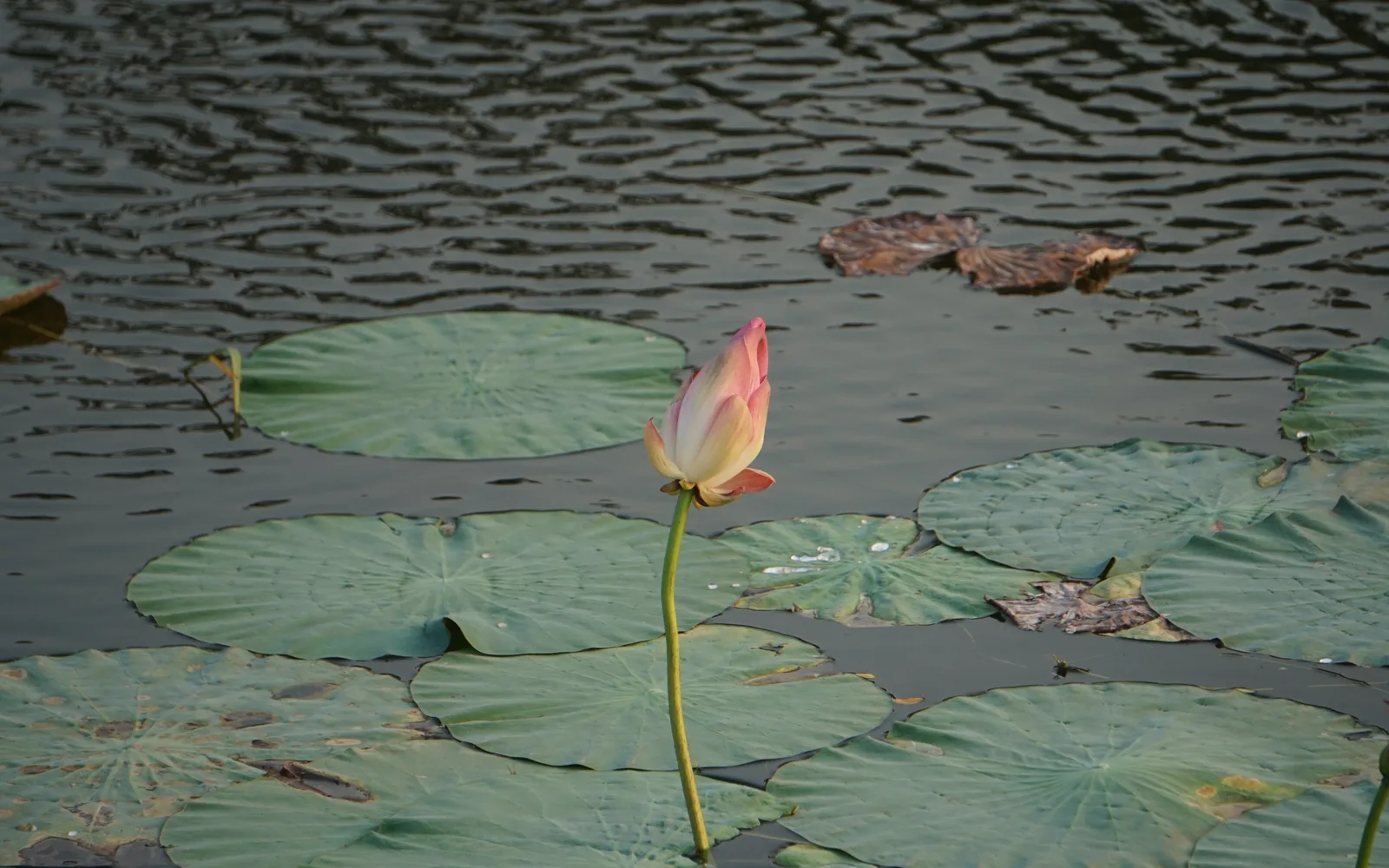 池塘中的粉色荷花,保留花瓣和叶面细节的WebP压缩示例